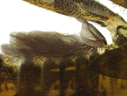 Flatheaded Mayfly